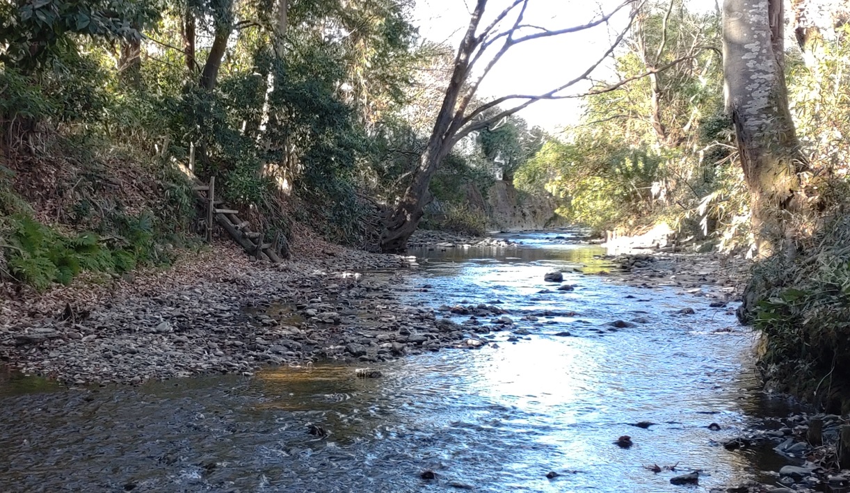 東村山市 淵の森から眺める柳瀬川_2023年1月4日10時25分